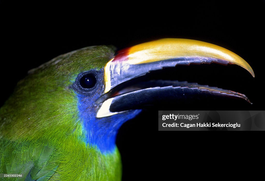 Northern emerald-Toucanet, Aulacorhynchus prasinus