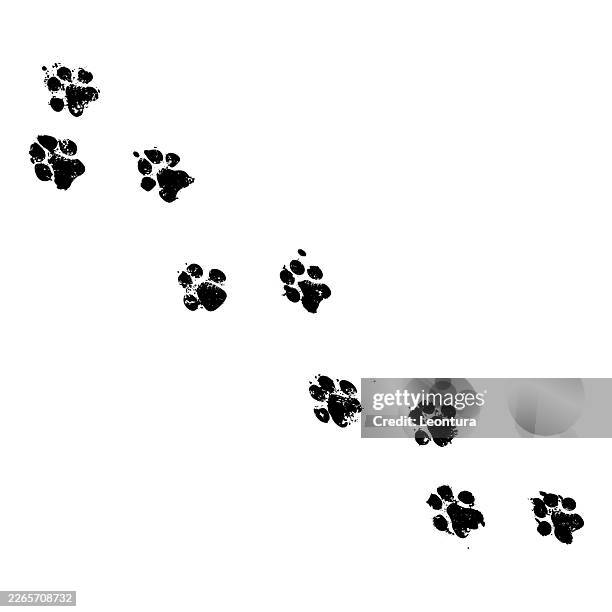 ilustrações de stock, clip art, desenhos animados e ícones de dog prints path - pegada de pata de animal