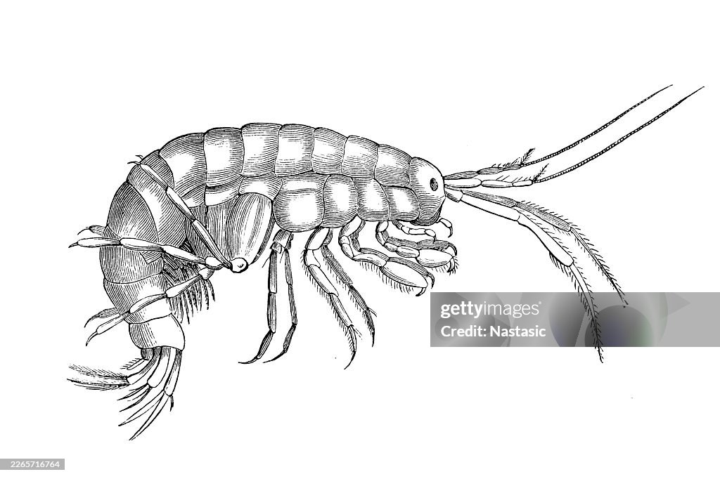 Gammarus pulex (freshwater shrimp)