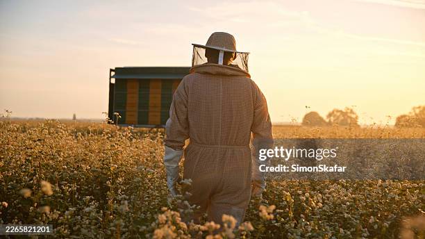 beekeeper walking towards mobile apiary at sunrise in wildflower field - beekeeper stock pictures, royalty-free photos & images