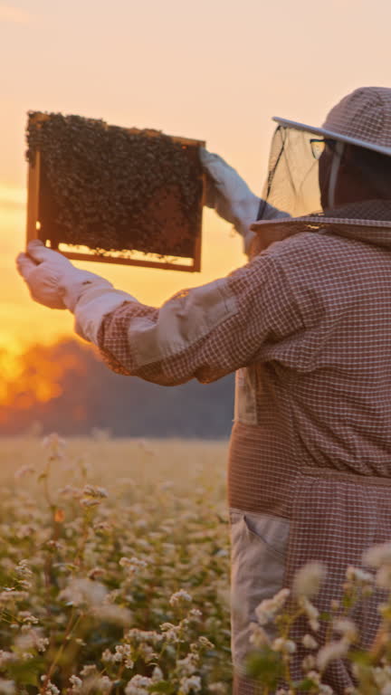 https://media.gettyimages.com/id/2265831470/video/beekeeper-examining-honeycomb-frame-with-honey-bees-during-warm-golden-sunlight.jpg?b=1&s=640x640&k=20&c=v7qV5D4vCjTM3uVztyIoik10dH3rC34NVI6W9UjAM3E=
