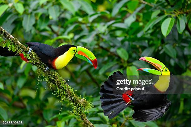 tucán pico de quilla, dos aves peleando - biodiversidad fotografías e imágenes de stock