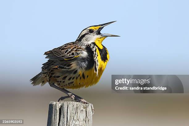 a singing eastern meadowlark, sturnella magna, perching on a post. - animal call stock pictures, royalty-free photos & images