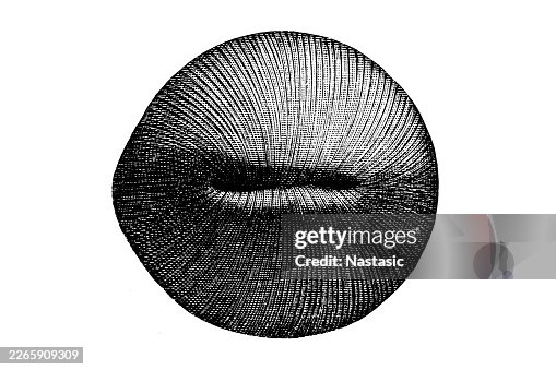 Upper Cretaceous (Senonian/Maastrichtian stages) Upper Cretaceous (Senonian/Maastrichtian stages)