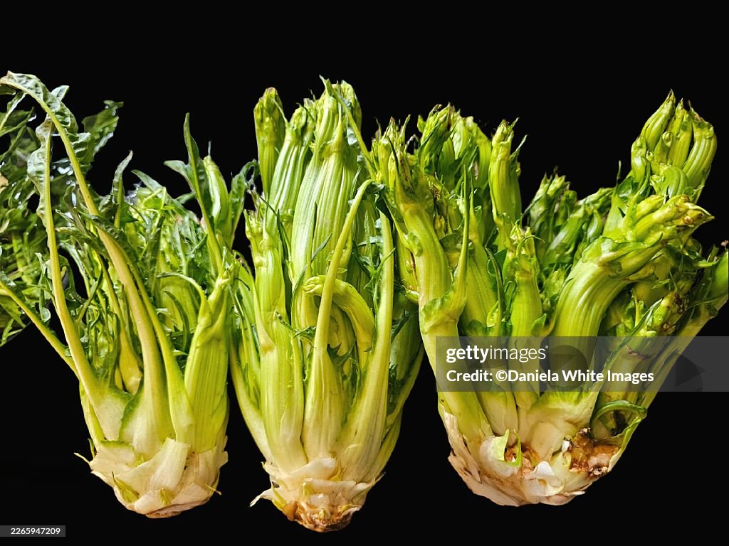 Puntarelle