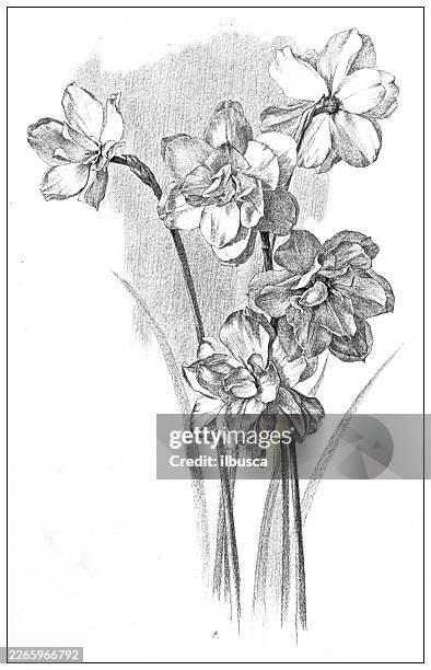 flower study in lead pencil - daffodil stock illustrations