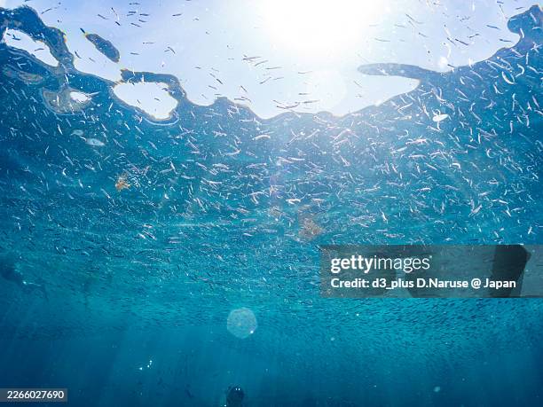 silver-stripe round herrings, spratelloides gracilis, sardine tornado,and others.fish school.hirizo beach, nakagi port, minami-izu, izu peninsula, shizuoka pref, japan - 2025 - pacific herring stock pictures, royalty-free photos & images