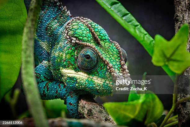 close-up of chameleon sitting among leaves on tree - chameleon stock pictures, royalty-free photos & images