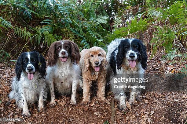 best of friends - cocker spaniel stock pictures, royalty-free photos & images