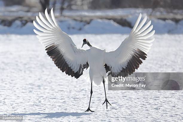 red-crowned crane - hokkaido stock pictures, royalty-free photos & images