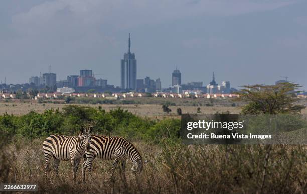plains zebras standing in savanna grassland with nairobi city skyline, nairobi national park, kenya - nairobi stock pictures, royalty-free photos & images