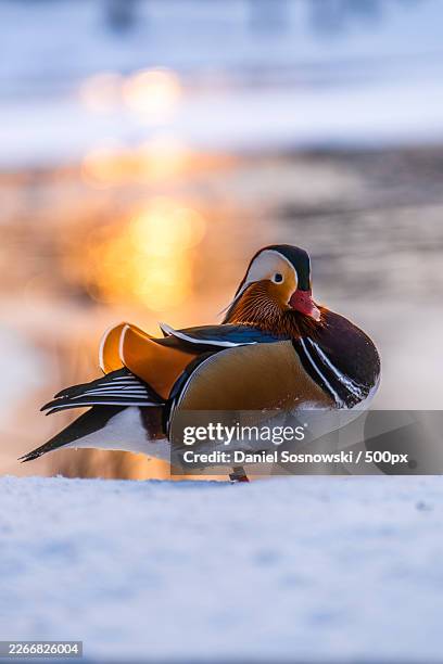 vibrant mandarin duck stands elegantly on snow with a warm, blurry background - mandarin duck stock pictures, royalty-free photos & images