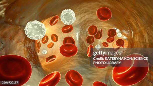 pulmonary trunk bifurcation, illustration - endothelial stock illustrations