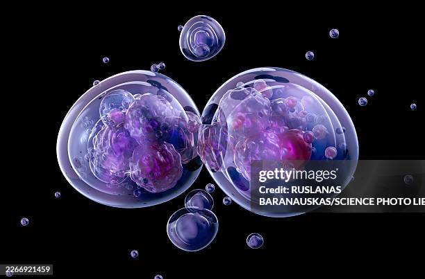 cytokinesis, illustration - splitting cells stock illustrations