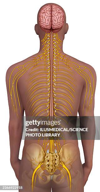 ilustraciones, imágenes clip art, dibujos animados e iconos de stock de anatomy of the spinal column, illustration - sistema nervioso periférico
