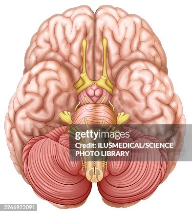 Brain, illustration Brain, illustration