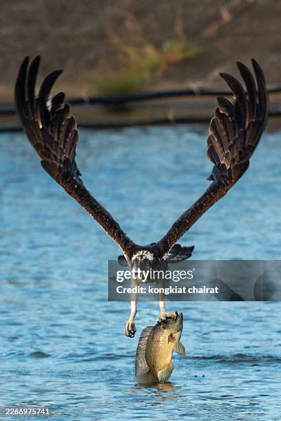 Osprey plunges into water, gripping fish firmly