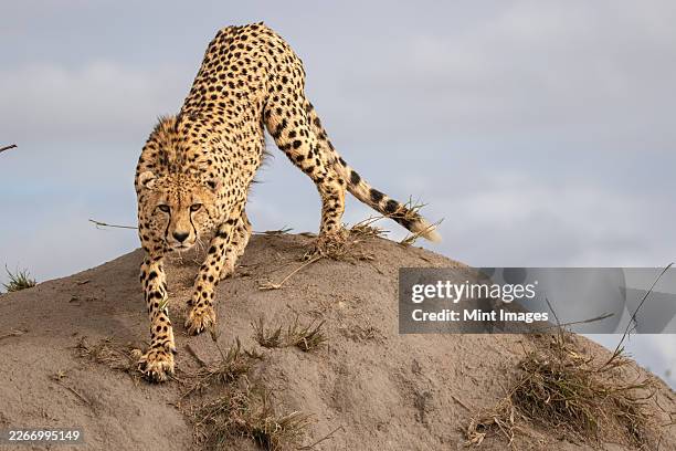 cheetah, acinonyx jubatus, cheetah climbing on a termite mound - cheetah stock pictures, royalty-free photos & images