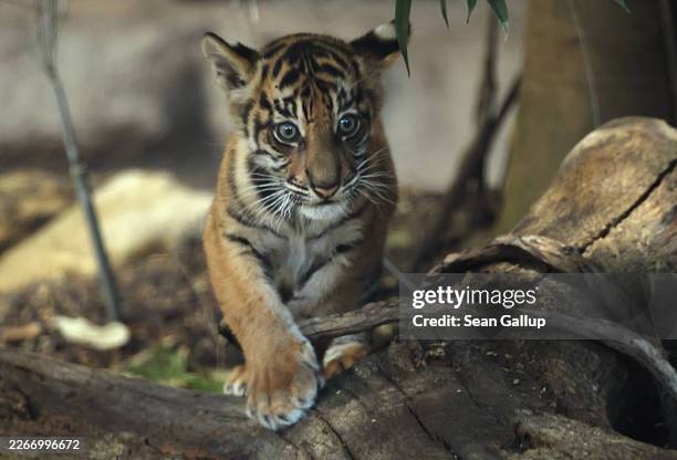 In this photograph shot through a pane of glass, Lilly, a two-and-a-half month old baby Sumatran tiger, plays in her enclosure following her official...