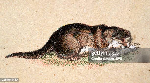otter, wildlife print, victorian, 19th century - european otter stock illustrations