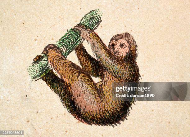 sloth, wildlife print, victorian, 19th century - sloth hanging stock illustrations