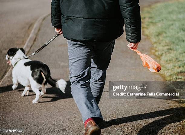 person walking dog while carrying used waste bag along pavement - dog worms stock pictures, royalty-free photos & images