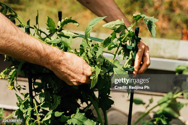 hands training tomato stems on support - tomato trellis stock pictures, royalty-free photos & images