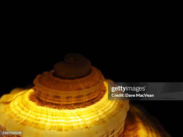 weathered shell illuminated - fibonacci shell stock pictures, royalty-free photos & images