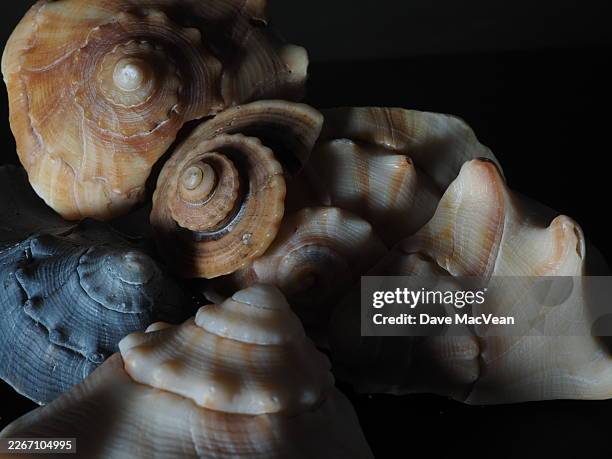 weathered shells illuminated - fibonacci shell stock pictures, royalty-free photos & images