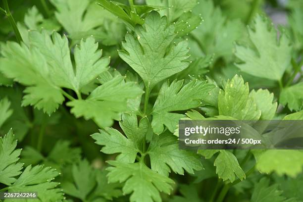 vibrant green mint leaves in a full frame shot, showcasing freshness and natural beauty - petersilie stock-fotos und bilder