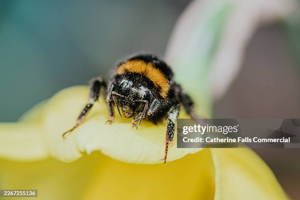 extreme macro of bumblebee covered in pollen on yellow flower - bumblebee stock pictures, royalty-free photos & images