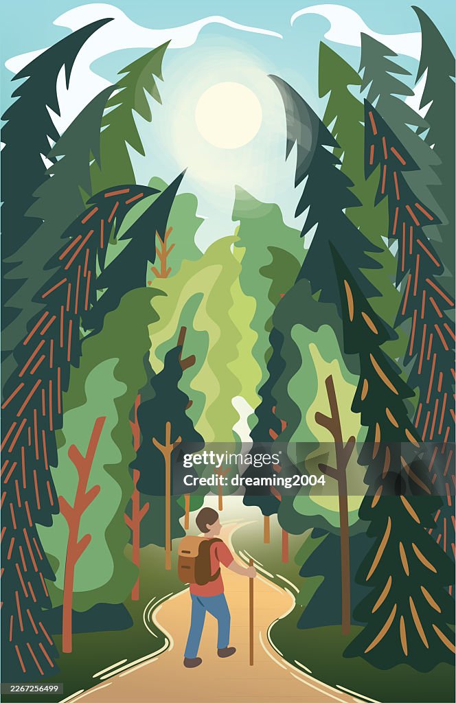 Summer Forest Hiking Adventure Scene with Man Walking on Trail Path in Lush Nature Landscape with Spruce and Pine Trees, Sunlight, and Clear Blue Sky