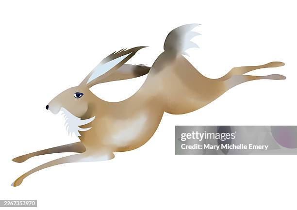 leaping hare - hare uk stock illustrations