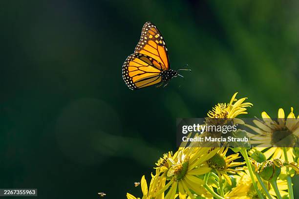 monarch butterfly flying to yellow flowers - monarch butterfly stock pictures, royalty-free photos & images