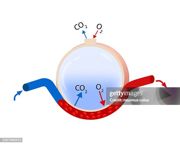 ilustrações de stock, clip art, desenhos animados e ícones de alveolus gas exchange diagram – oxygen and carbon dioxide diffusion in lungs - fisiologia