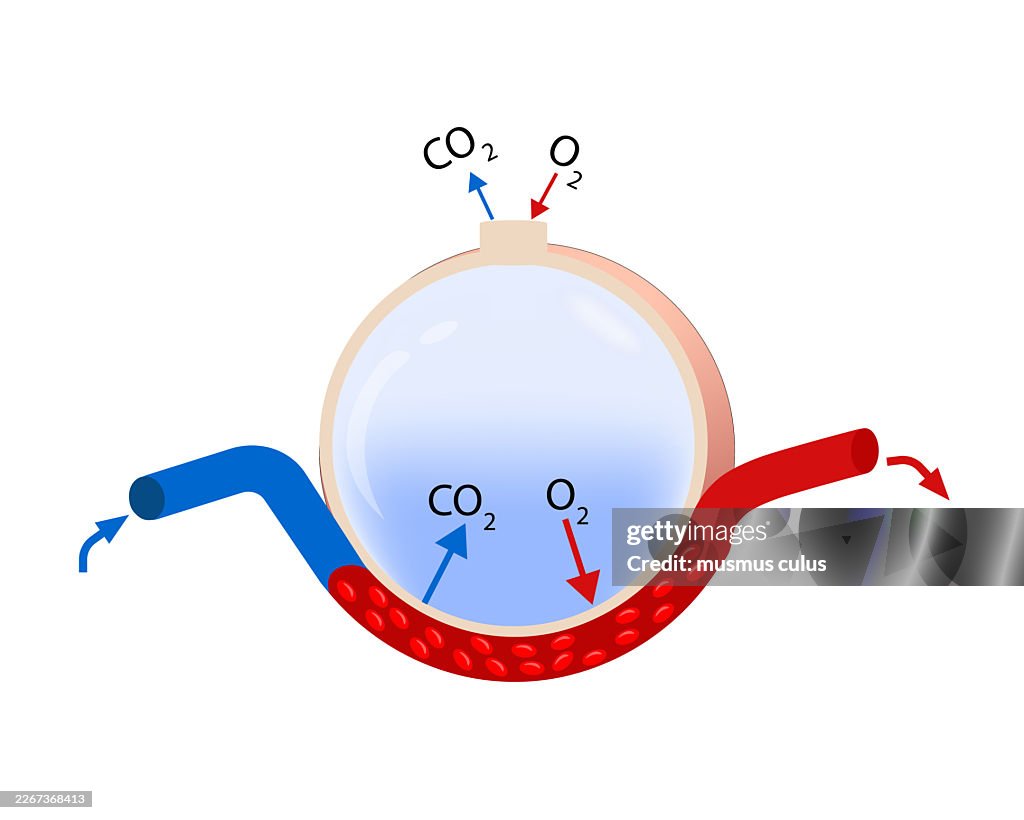 Alveolus Gas Exchange Diagram – Oxygen and Carbon Dioxide Diffusion in Lungs
