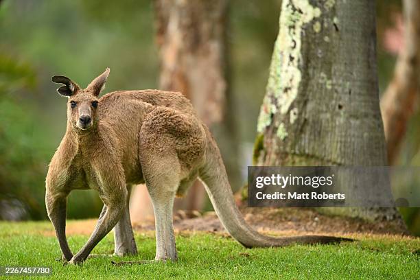 Kanagroo is seen during day one of the 2026 Australian WPGA Championship at Sanctuary Cove Golf and Country Club on March 19, 2026 in Gold Coast,...