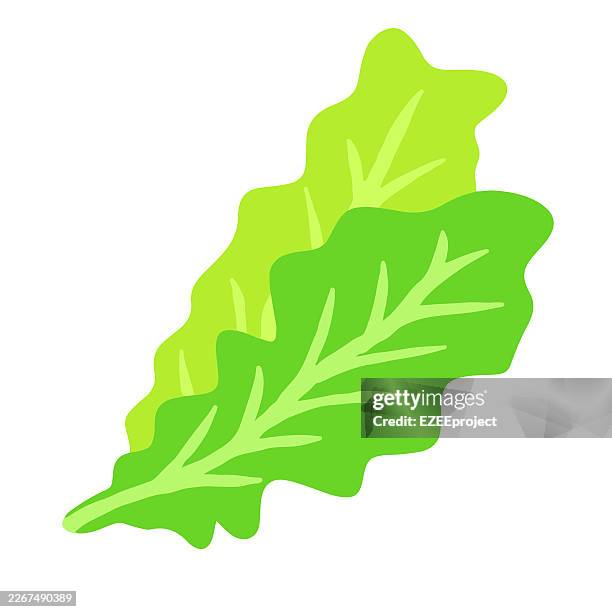 illustrations, cliparts, dessins animés et icônes de illustration vectorielle de feuilles de laitue verte fraîches pour salade.icône végétale biologique de feuille de laitue romaine saine.légumes verts crus pour la conception de menu de plats véganes.symbole de mode de vie sain de la laitue fraîche de - roquette