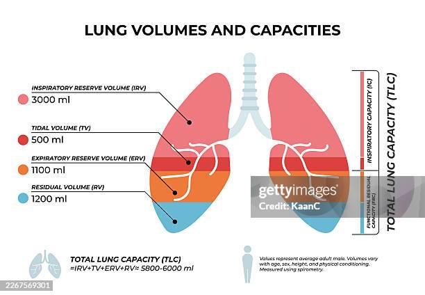 lung volumes and capacities diagram – clinical spirometry chart. reference values (adult male). vector stock illustration - full stock illustrations