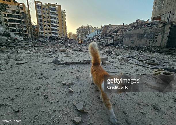 Cat walks amid debris at the site of an overnight Israeli airstrike in Beirut's southern suburb of Haret Hreik neighborhood on March 24, 2026. An...