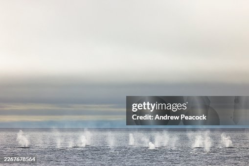 Fin whale (Balaenoptera physalus) blows. Fin whale (Balaenoptera physalus) blows.