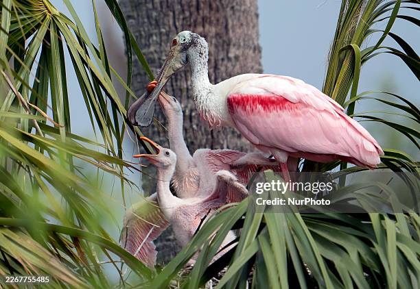 Spoonbill chicks beg their parent for food at a nest in the Orlando Wetlands in Christmas, Florida, on March 24, 2026. The chicks' straight bills...