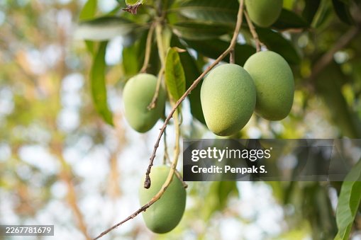 Mango tree Mango tree