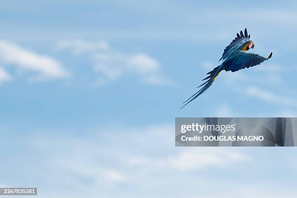 Blue-and-yellow macaw flies in Patos de Minas, Minas Gerais state, Brazil on March 25, 2026.