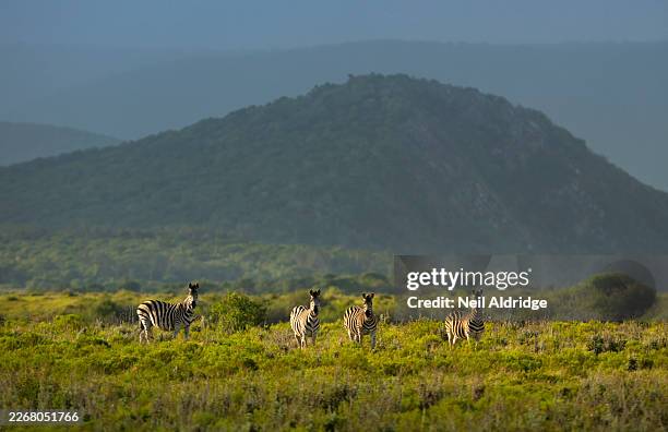 four plains zebra (equus quagga) standing looking at the camera in the landscape, kariega game reserve, south africa. - wildlife reserve stock pictures, royalty-free photos & images