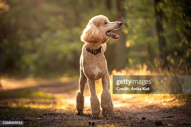 standard poodle dog in golden hour light – elegant purebred standing on forest path - standard poodle stock pictures, royalty-free photos & images