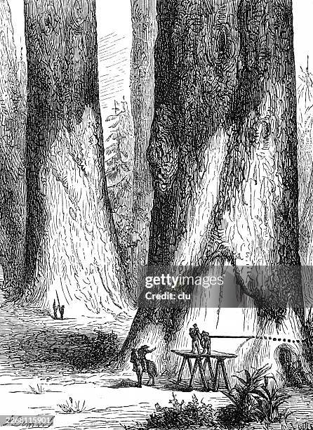 preparing to fell a giant sequoia in california — two workers stand on a raised platform sawing into the immense trunk while another watches below, revealing the daunting effort required to bring down one of the largest trees on earth - tree cutting stock illustrations