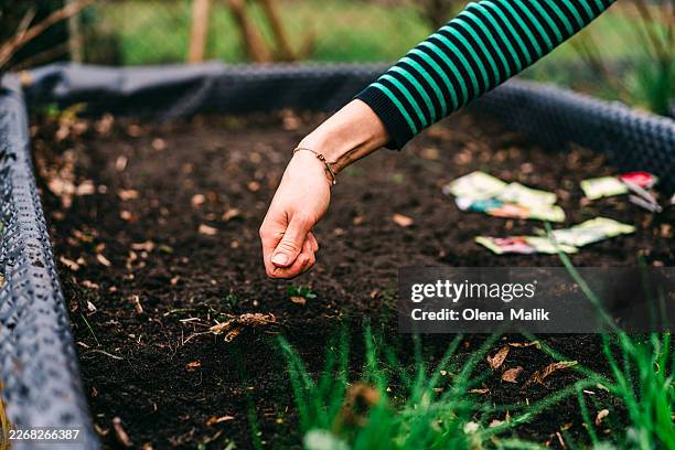 planting seeds in garden bed – home gardening and sustainable lifestyle - sembrar fotografías e imágenes de stock