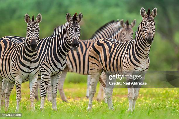 herd of plains zebra (equus quagga) standing amongst wild flowers, mapungubwe national park, south africa. - animal family stock pictures, royalty-free photos & images