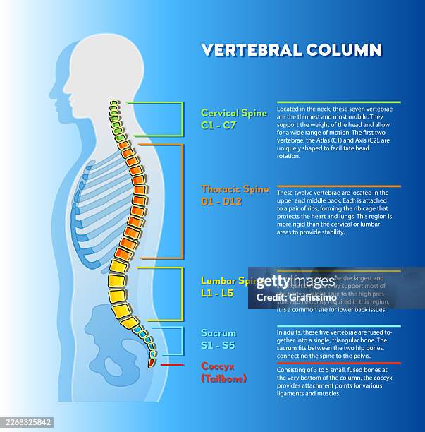 human spine illustration for back care and physical therapy infographic with english text - chiropractor stock illustrations
